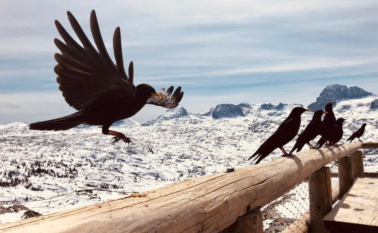 Lodge Am Krippenstein Obertraun Buitenkant foto