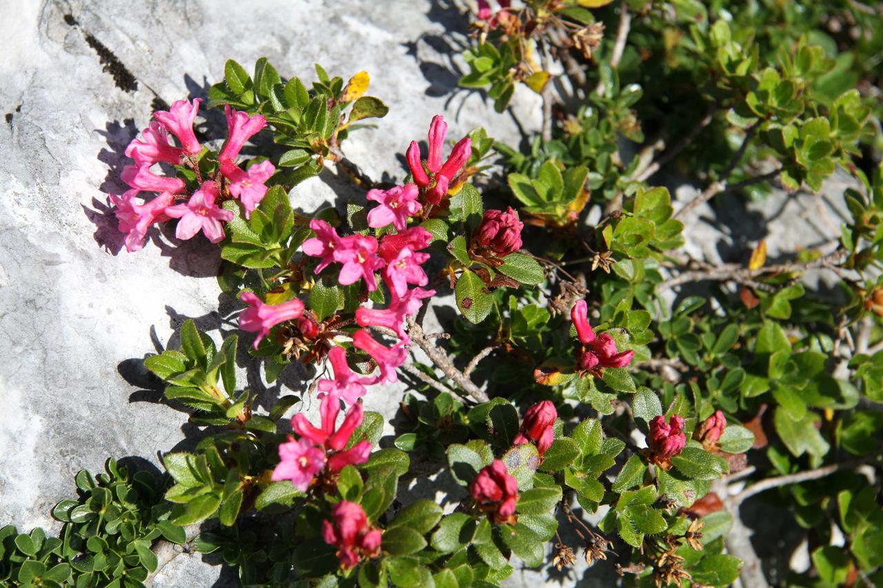 Lodge Am Krippenstein Obertraun Buitenkant foto