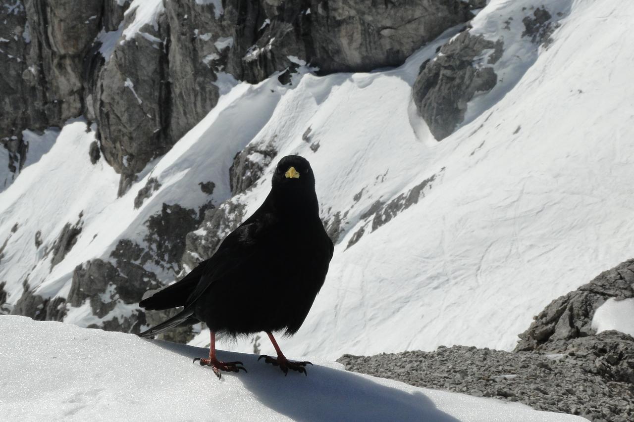 Lodge Am Krippenstein Obertraun Buitenkant foto